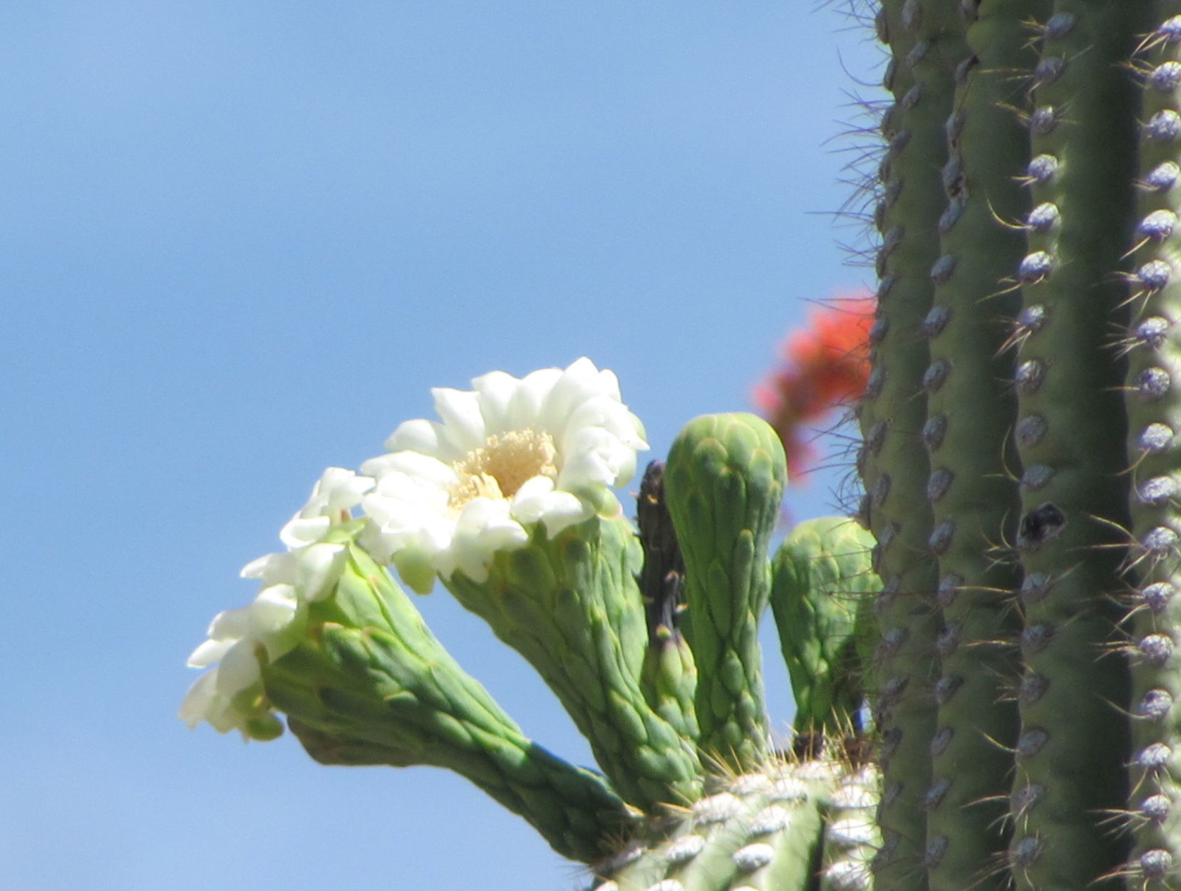 Saguaro in bloom